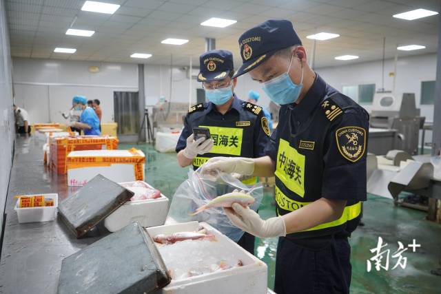 拱北海关所属香洲海关关员对供澳冰鲜水产品开展属地监管作业。摄影：石磊 陈永康