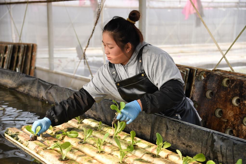  11月28日，在孙振鸿的农场里，一名工人正在种植有机蔬菜。新华社记者 洪泽华 摄
