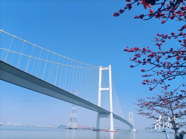 南沙大桥