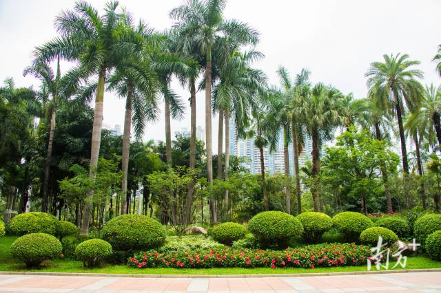 广州珠江公园棕榈与荫生专类植物展示园